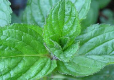 Peppermint-Plants-1