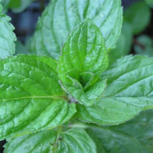 Peppermint Plant