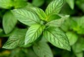 Peppermint Plant