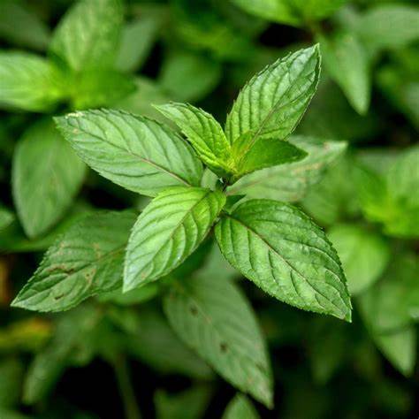 Peppermint Plant