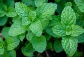 Peppermint Plant