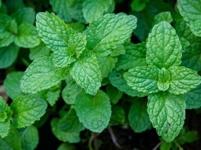 Peppermint Plant