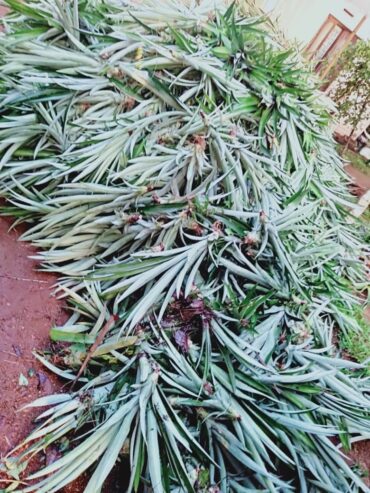 Pineapple Plants