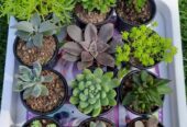 Propagating Succulent Plants