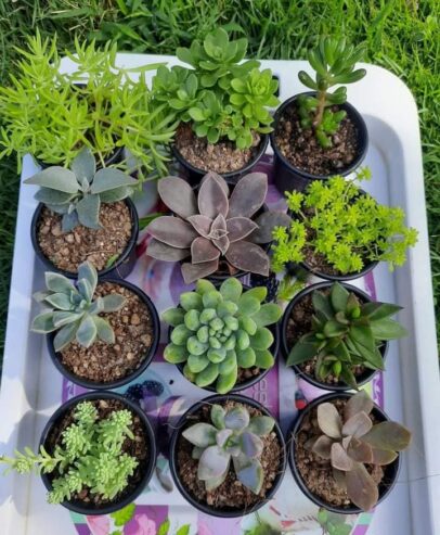 Propagating Succulent Plants