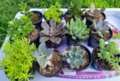 Propagating Succulent Plants