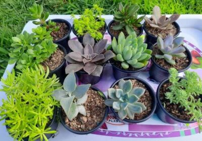 Propagating-Succulent-Plants-2