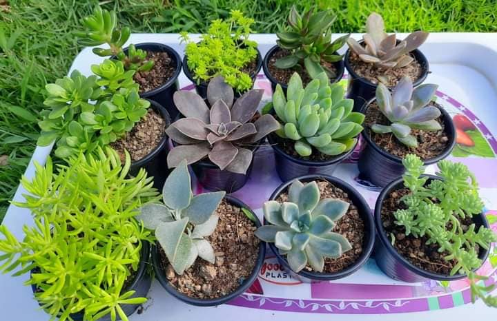 Propagating Succulent Plants