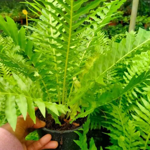 Silver lady plants