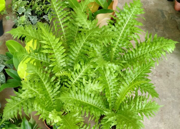 Silver lady plants