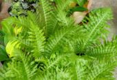 Silver lady plants