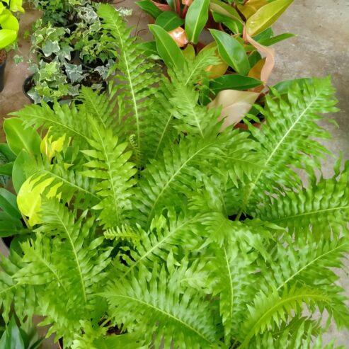 Silver lady plants