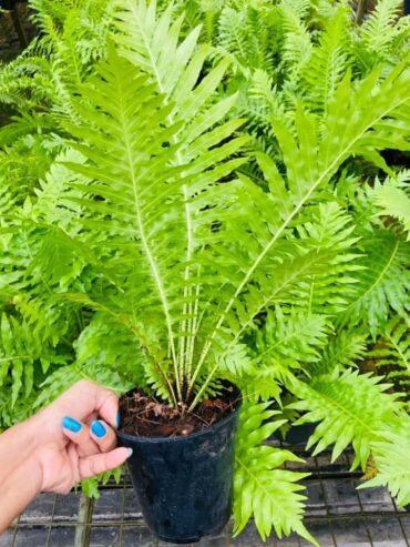 Silver lady plants