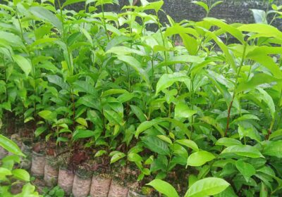 Tea-Plants-1