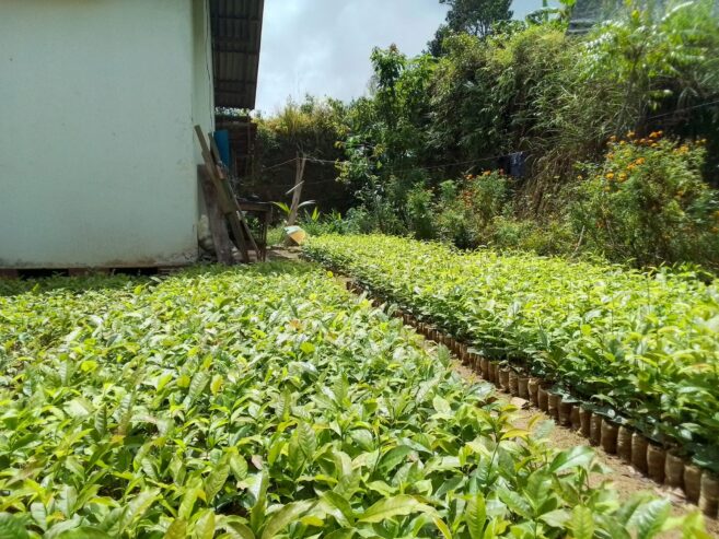 Tea Plants