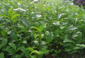 Tea Plants