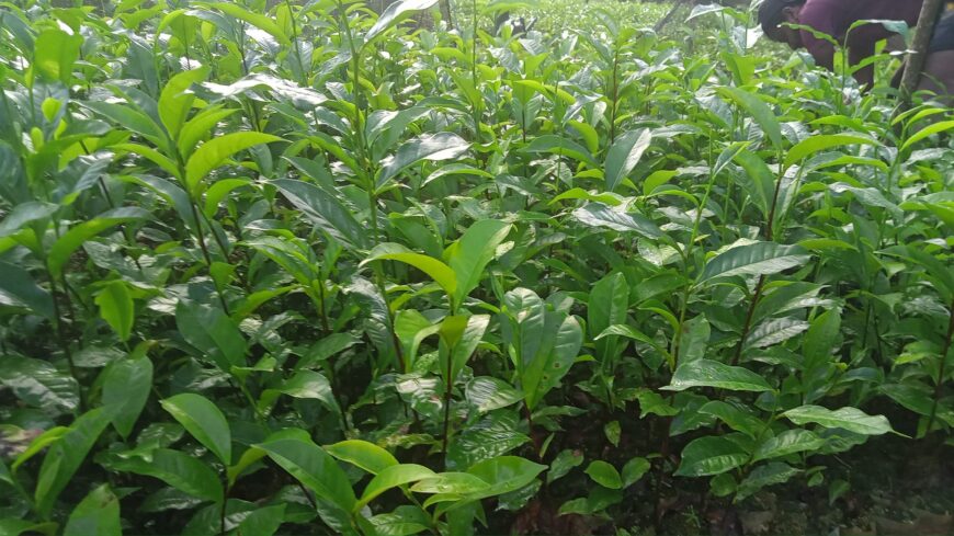 Tea Plants