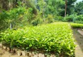 Tea Plants