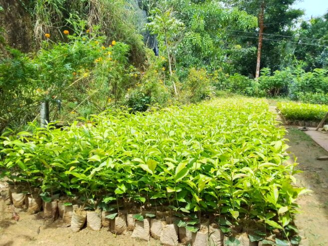 Tea Plants