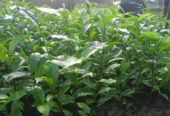 Tea Plants