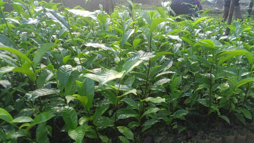 Tea Plants