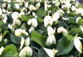 White Anthurium Plant