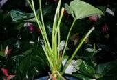 White Anthurium Plant