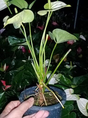 White Anthurium Plant