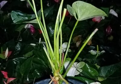 White-Anthurium-plants-2