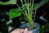 White Anthurium Plant