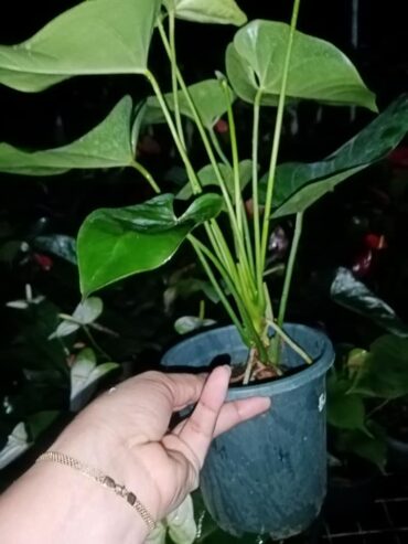 White Anthurium Plant