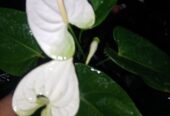 White Anthurium Plant