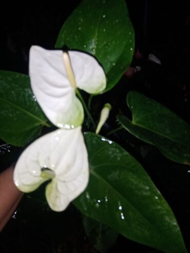 White Anthurium Plant