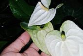 White Anthurium Plant