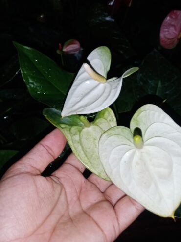 White Anthurium Plant