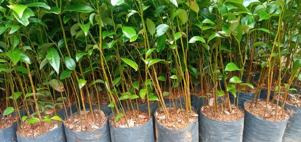 cinnamon plants