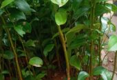 cinnamon plants