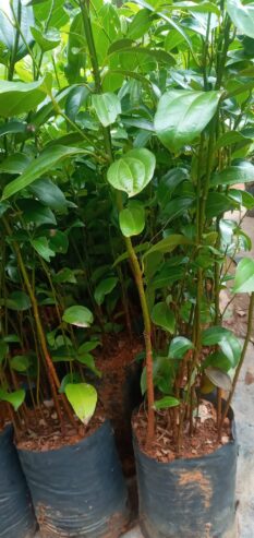 cinnamon plants