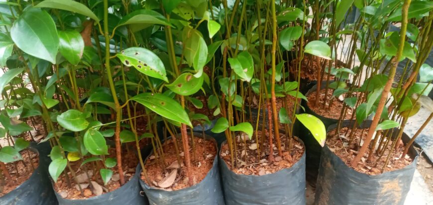 cinnamon plants