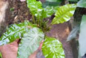 java fern aquarium plant