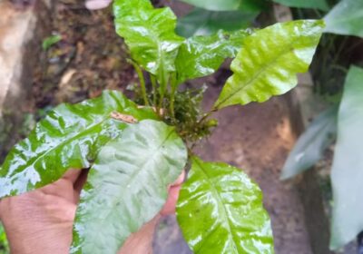 java-fern-aquarium-plant-1