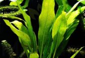 java fern aquarium plant