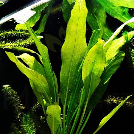 java fern aquarium plant