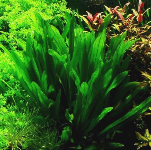 java fern aquarium plant