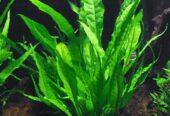 java fern aquarium plant