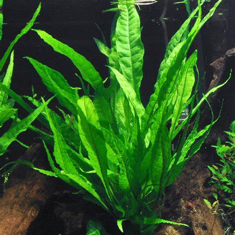 java fern aquarium plant