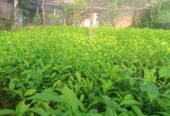 Tea Plants