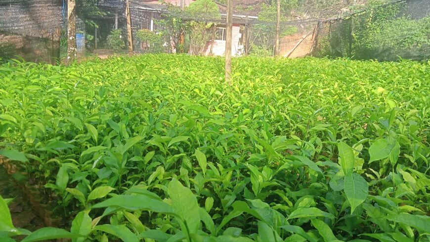 Tea Plants