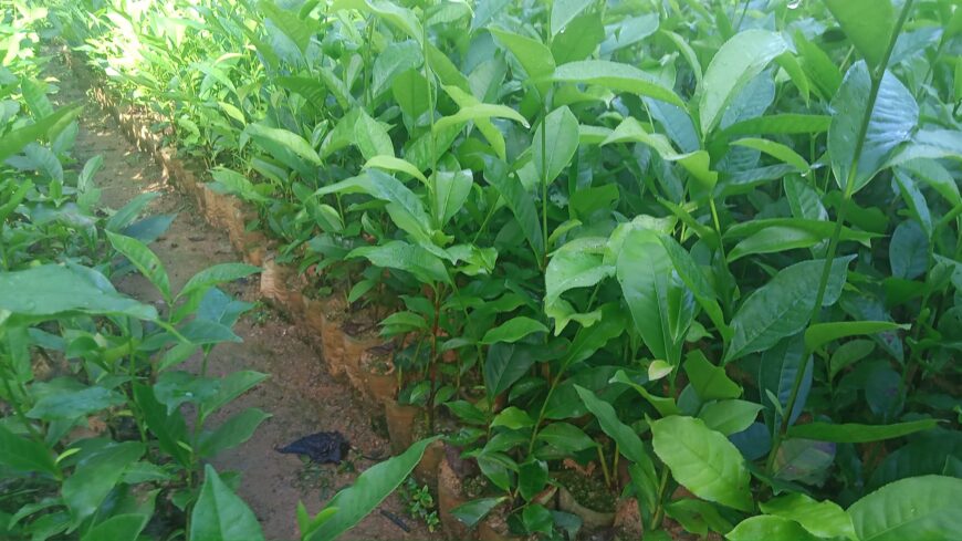 Tea Plants