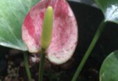 Anthurium Plants